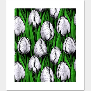 White tulips with green leaves Posters and Art